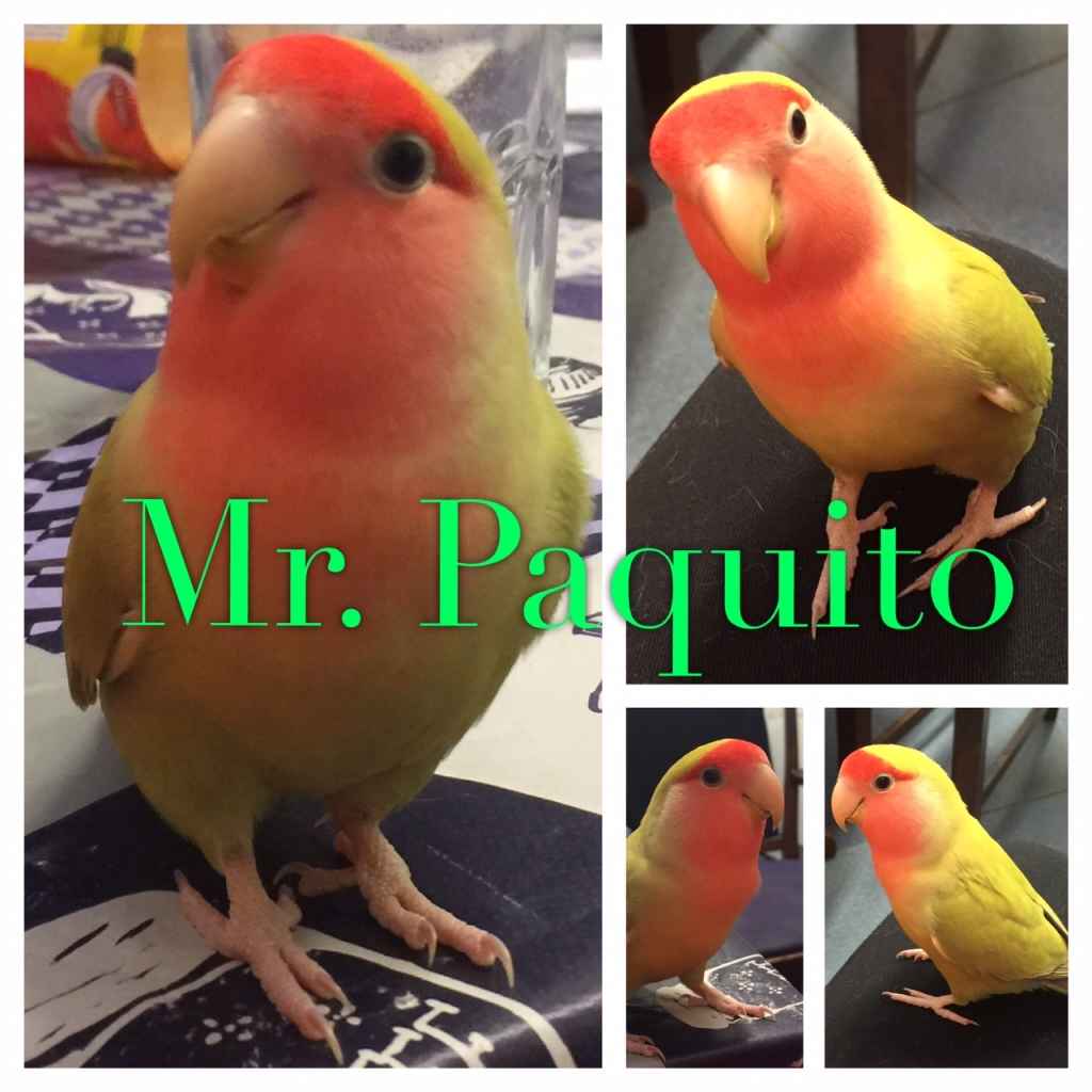 Image Title My Image