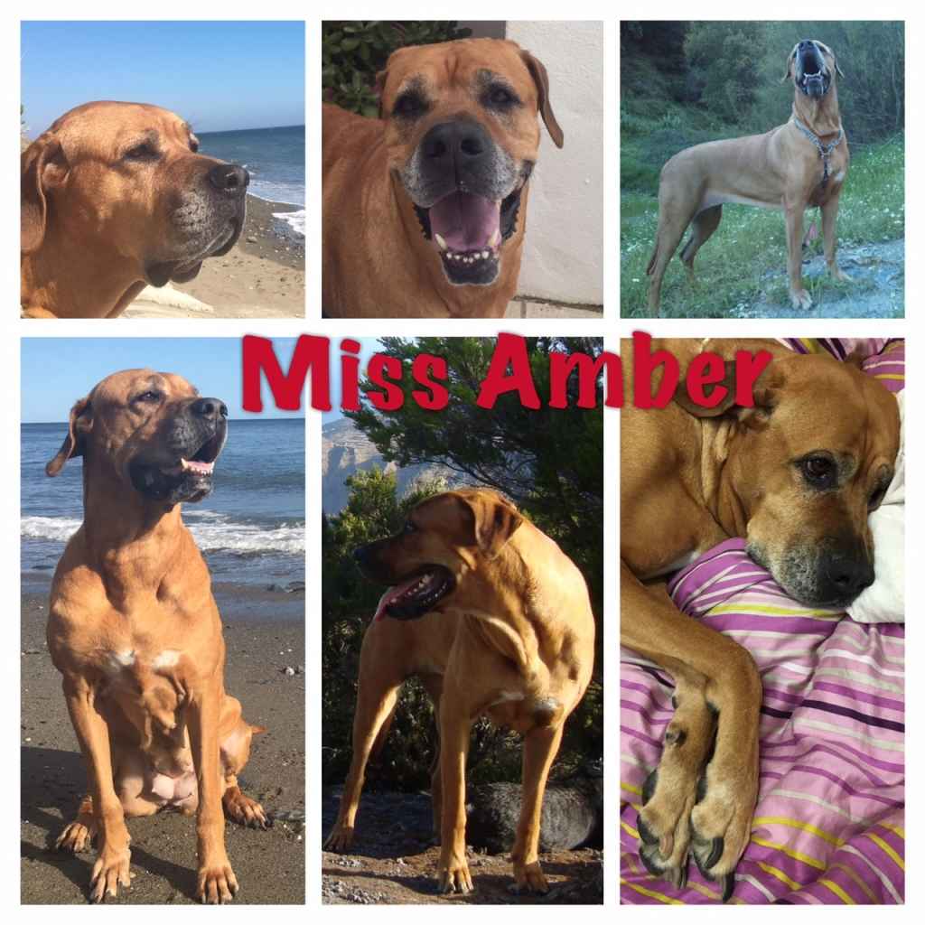 Image Title My Image